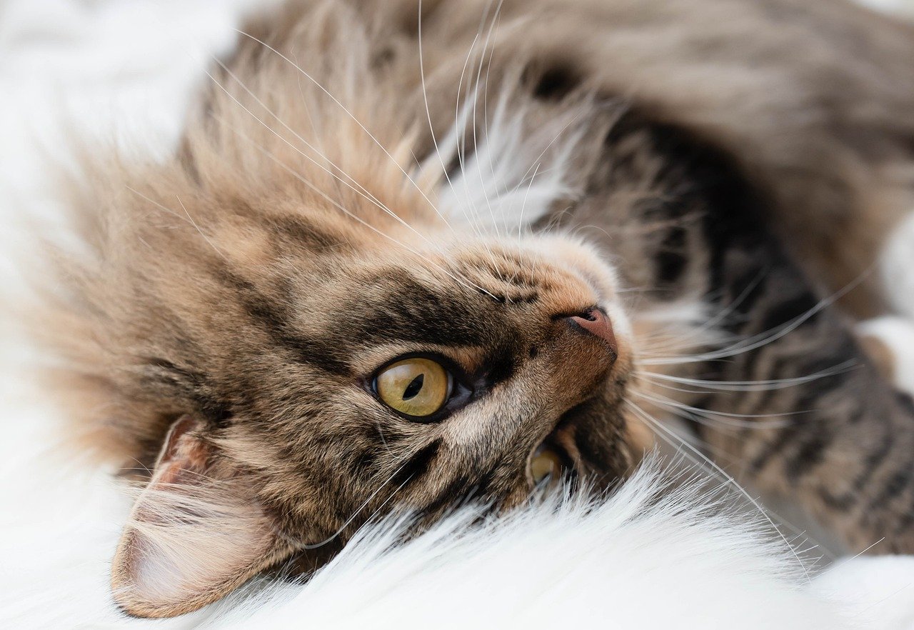 What to Do If Your Pet Has a Seizure